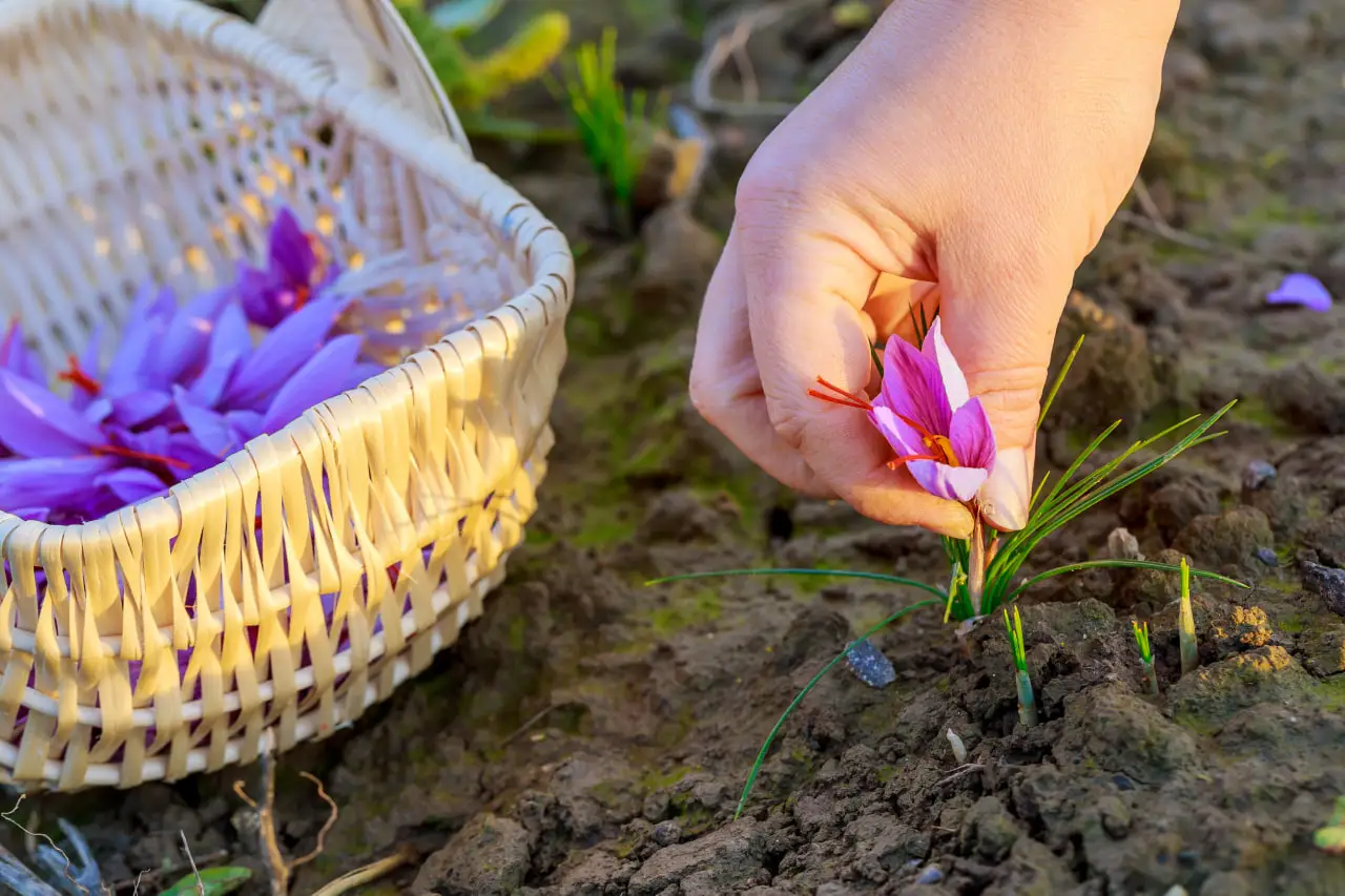 How Saffron is Harvested